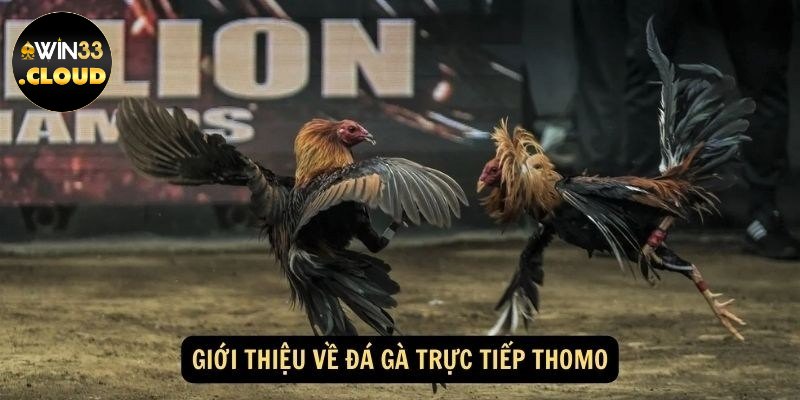 Ưu điểm của trò chơi đá gà Thomo WIN33 tại cổng giải trí WIN33